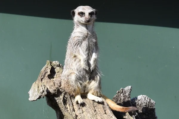 Meerkat Photo